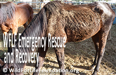 Starvation Rescue